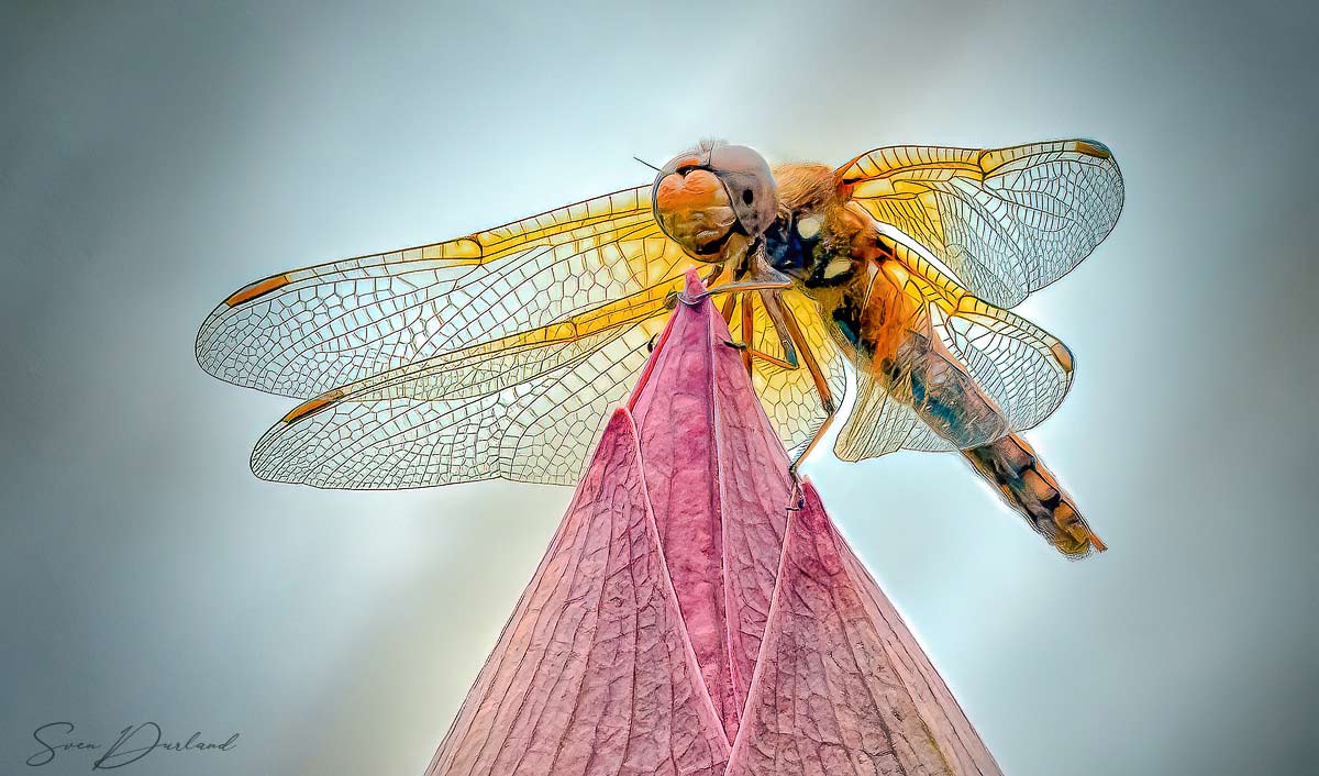 Cardinal Meadowhawk