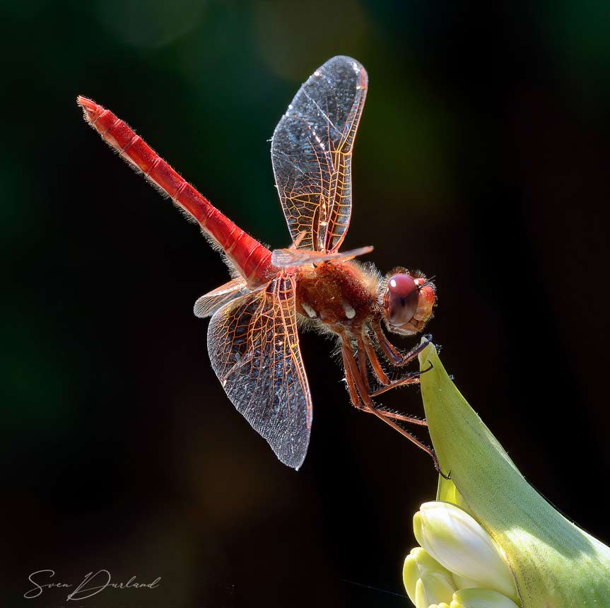Red-veined Darter