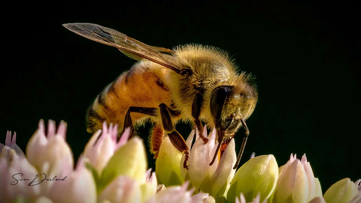 Close up bee on sedum flower