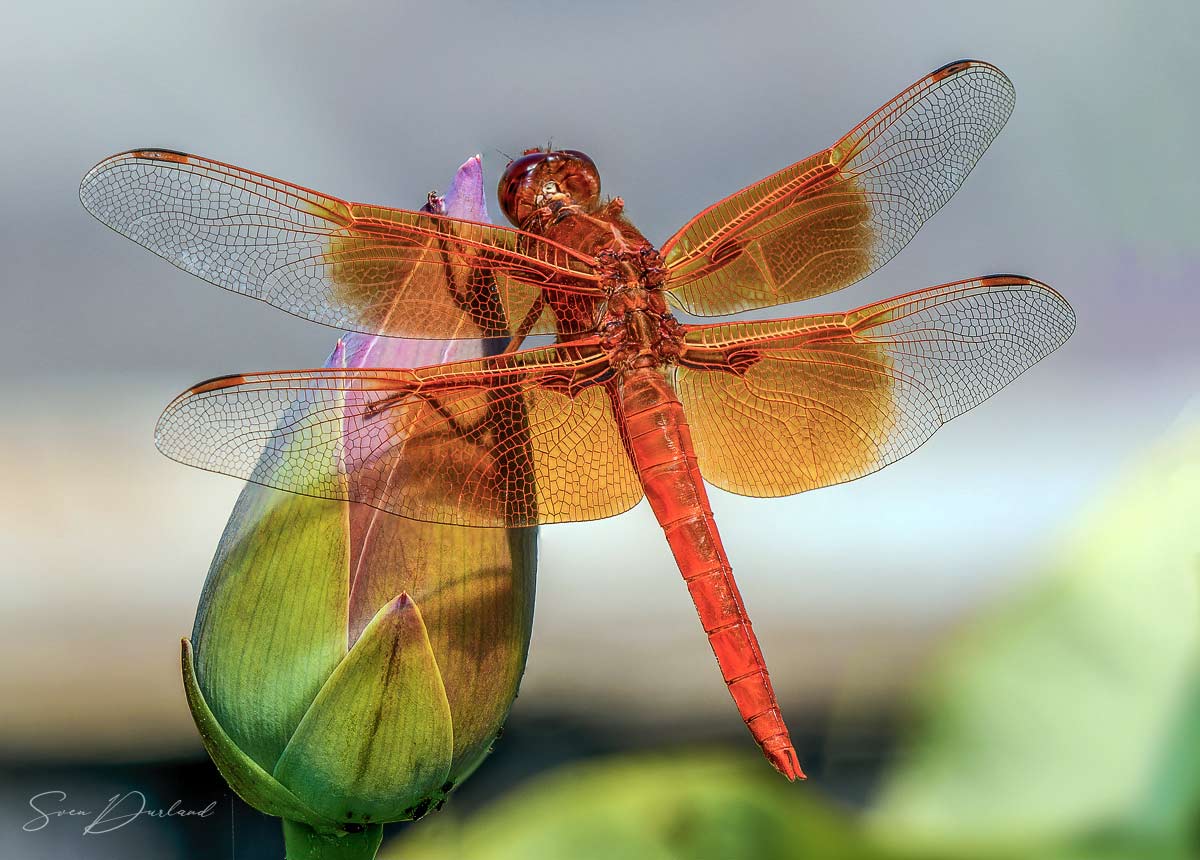 Red-veined Darter on Lotus flower bud, Close up