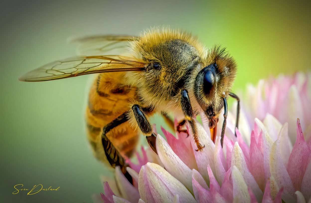 Honey Bee close up