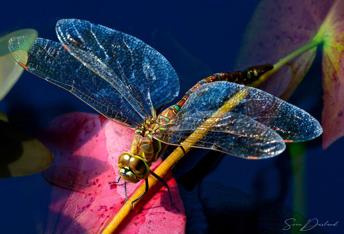 dragonfly on water lily close up