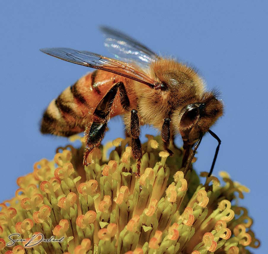 Bee close up