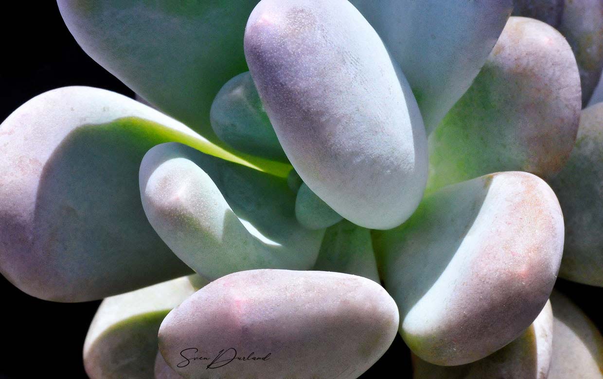 Succulent leaves