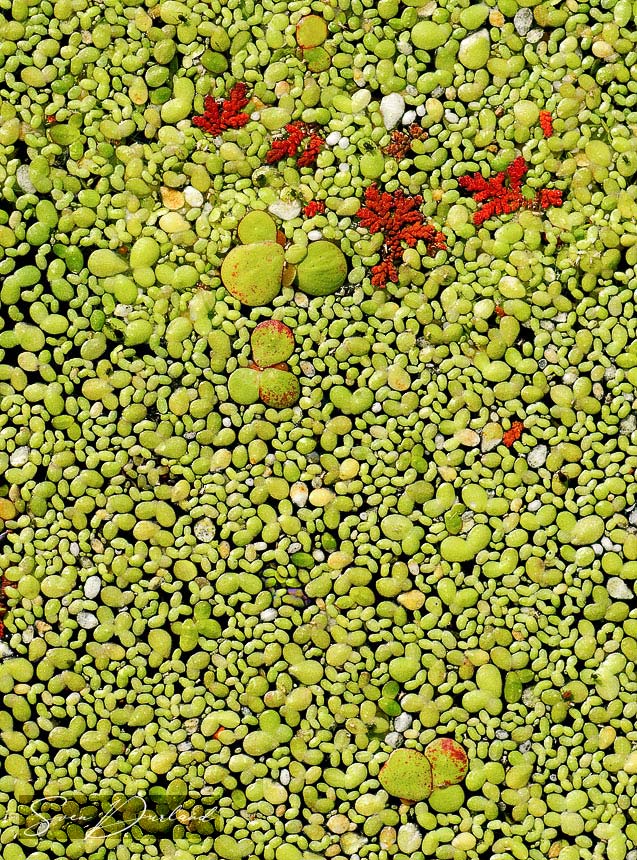 Miniature floating plants