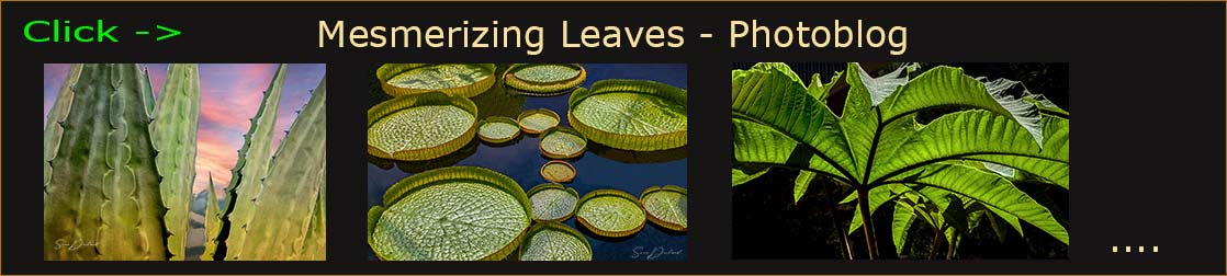 Leaves photoblog header