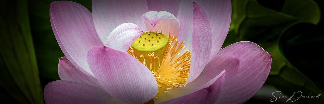 Lotus flower Close up