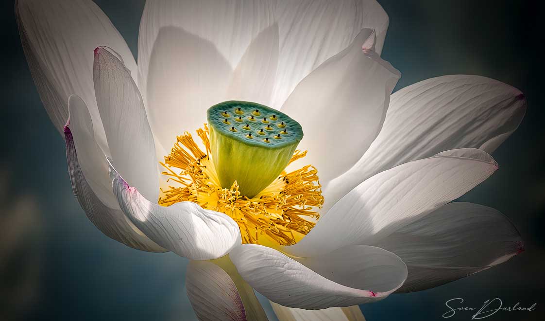 White Lotus flower Close up
