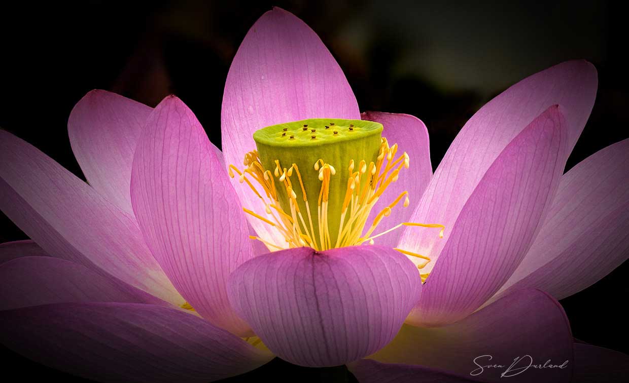Lotus flower Close up