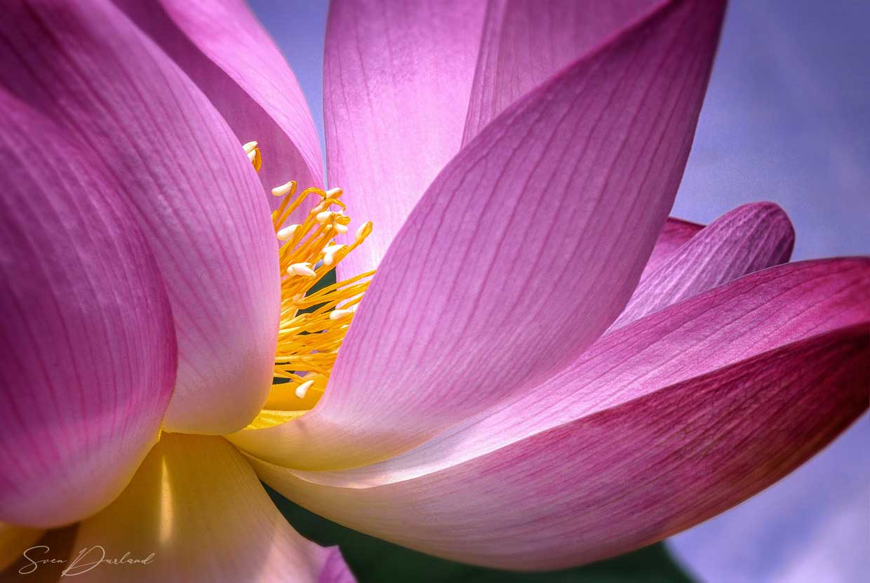 Lotus flower Close up