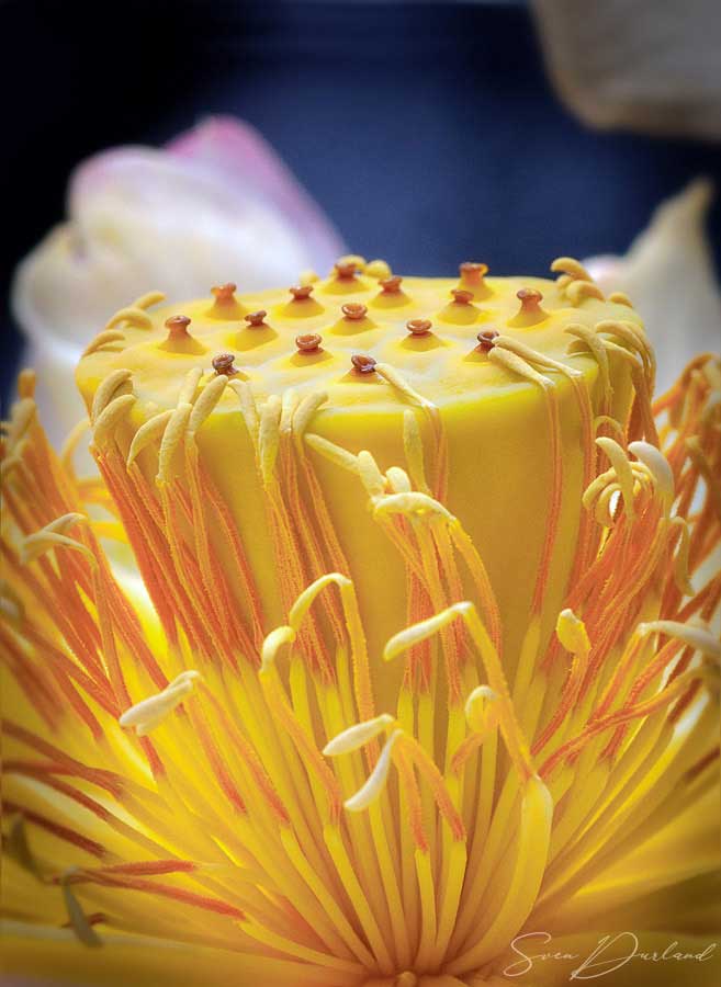 Lotus flower center Close up