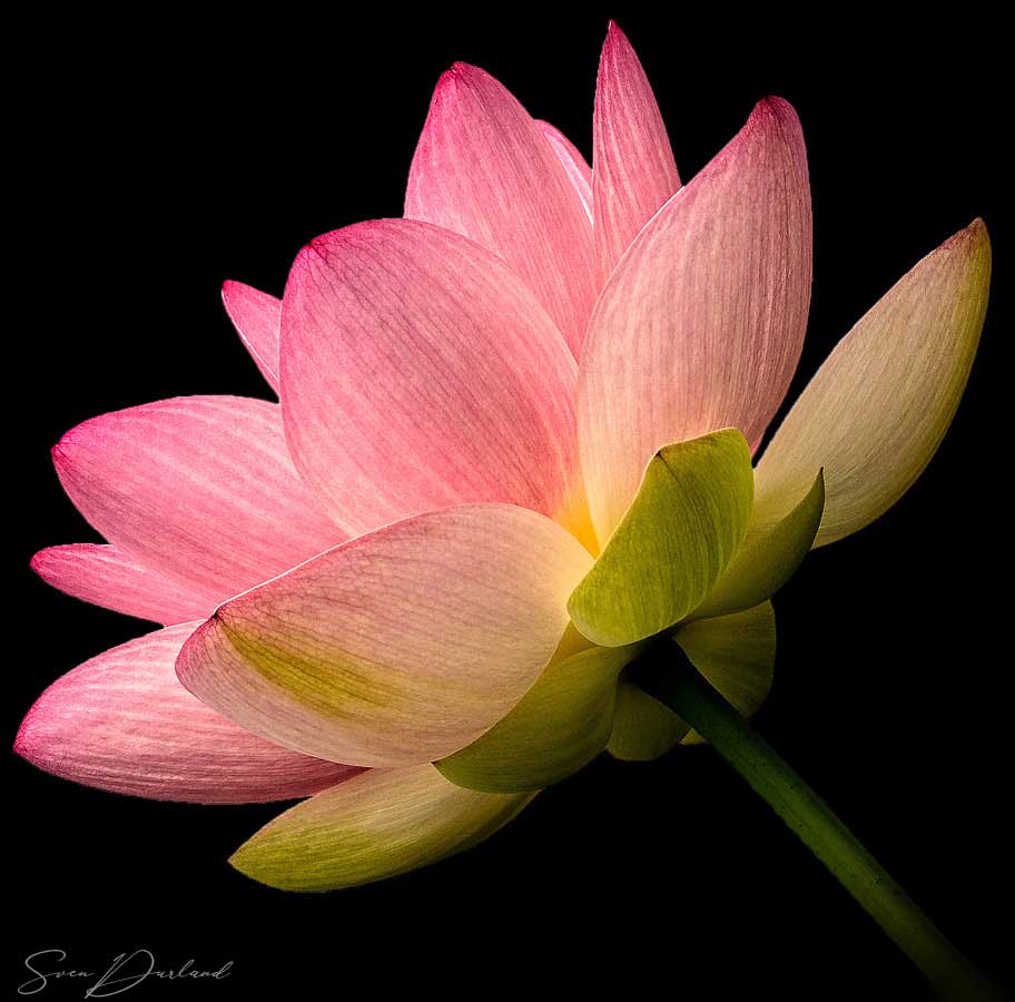 Lotus flower Close up