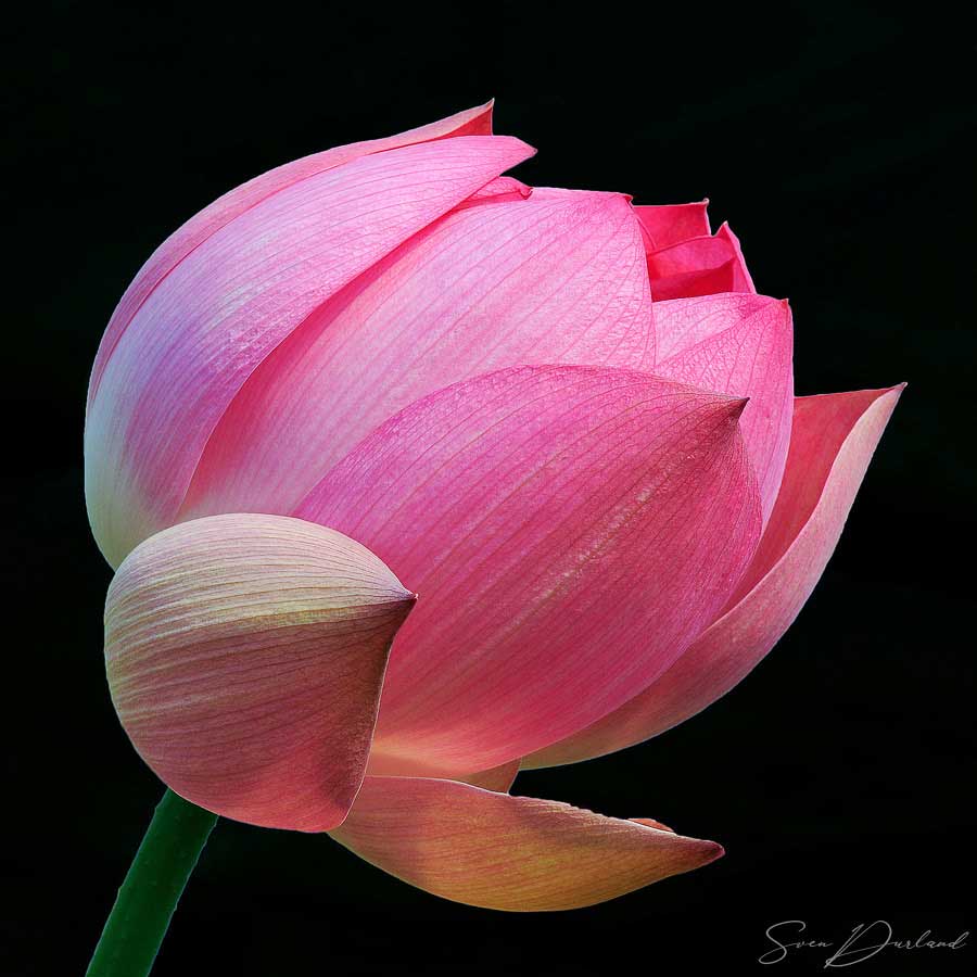 Red Lotus flower Close up