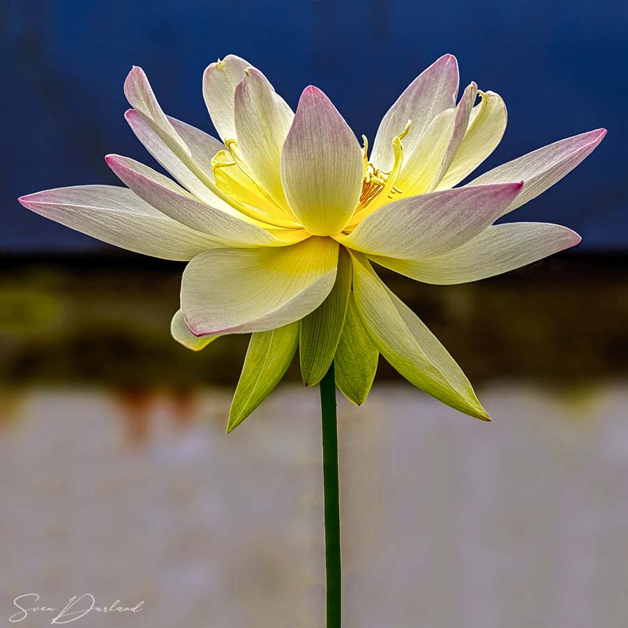 White Lotus flower Close up