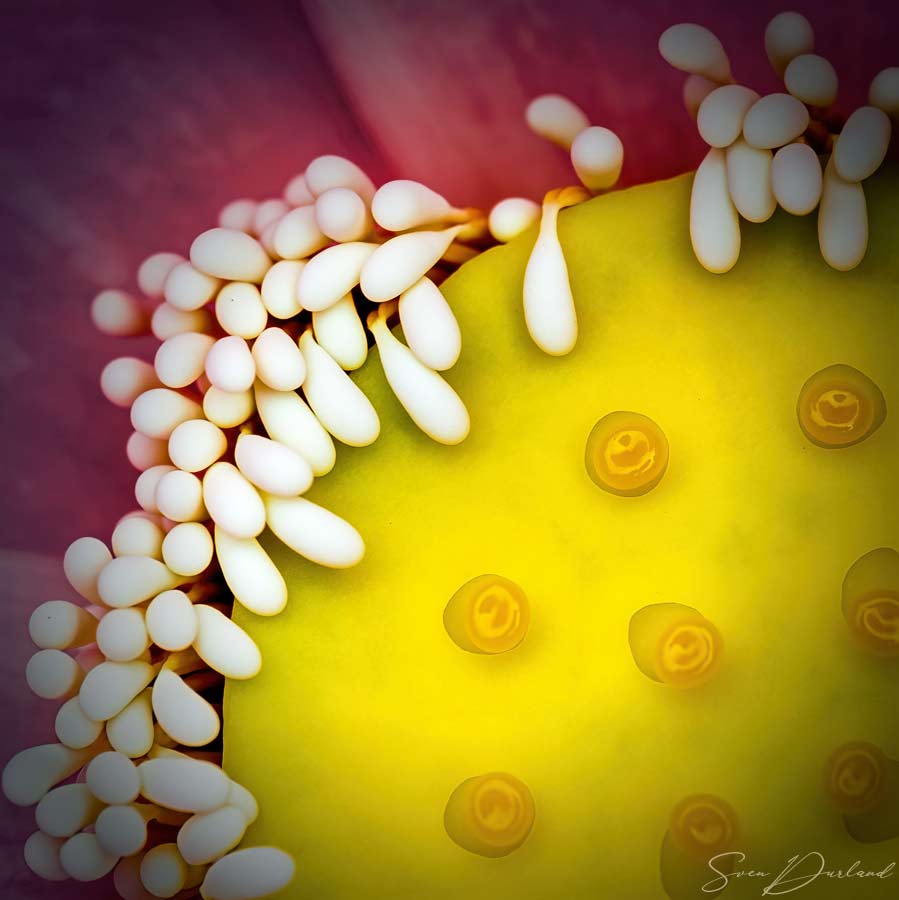 Lotus flower center extreme Close up