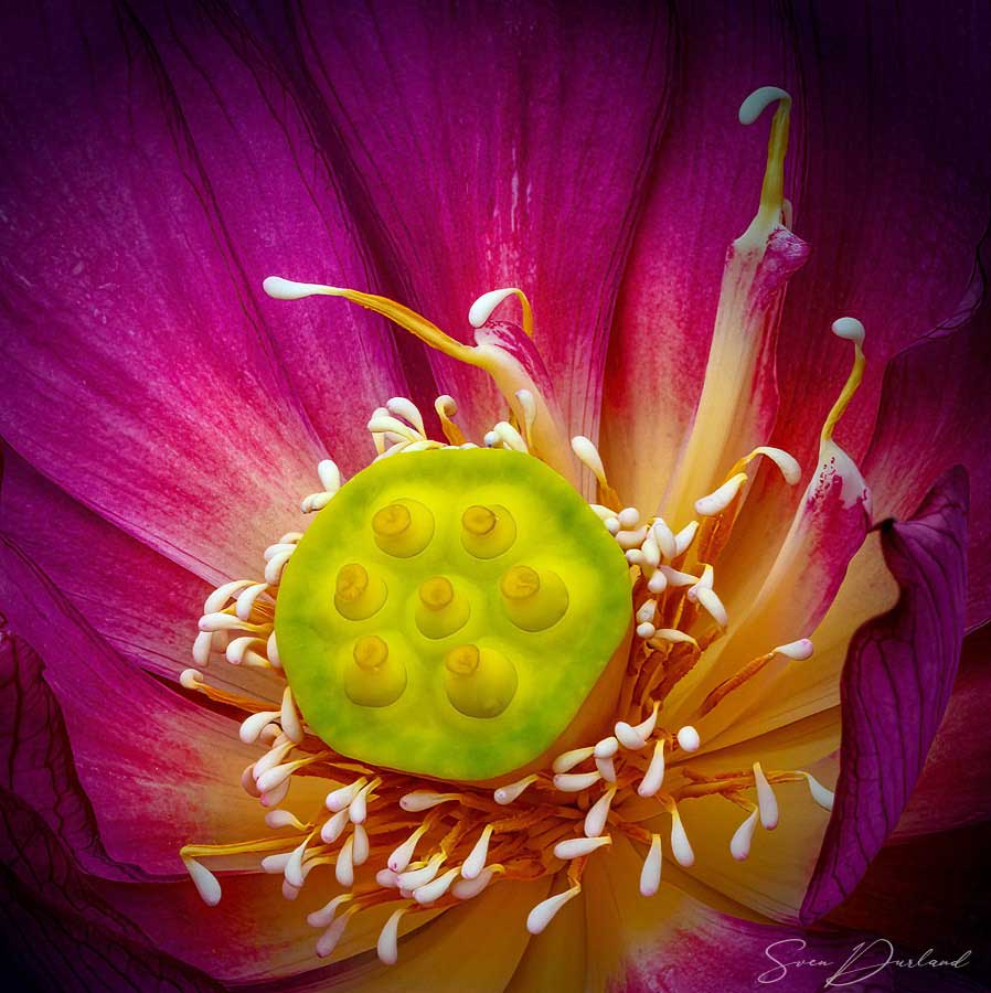 Lotus flower center Close up