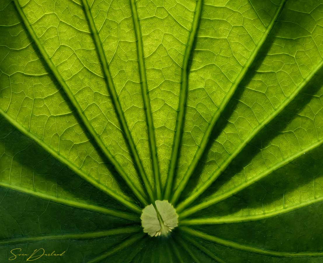 Lotus leaf Close up