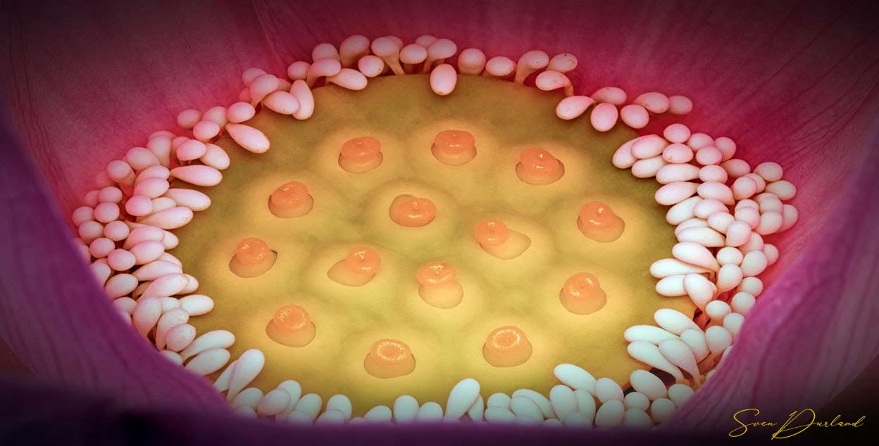 Extreme close up of red lotus flower