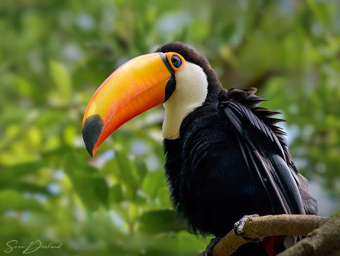 Toco Toucan bird