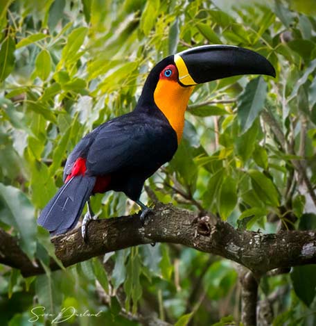 Aerial Toucan bird