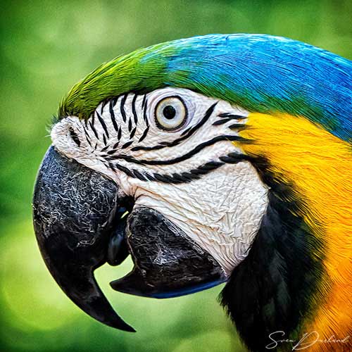 Blue and Yellow Macaw, Close up