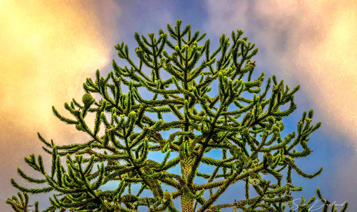 Monkey Tree