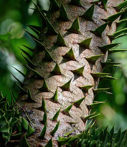 Monkey tree trunk