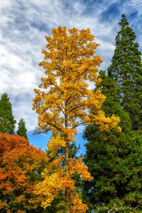 Maple and Sequoia