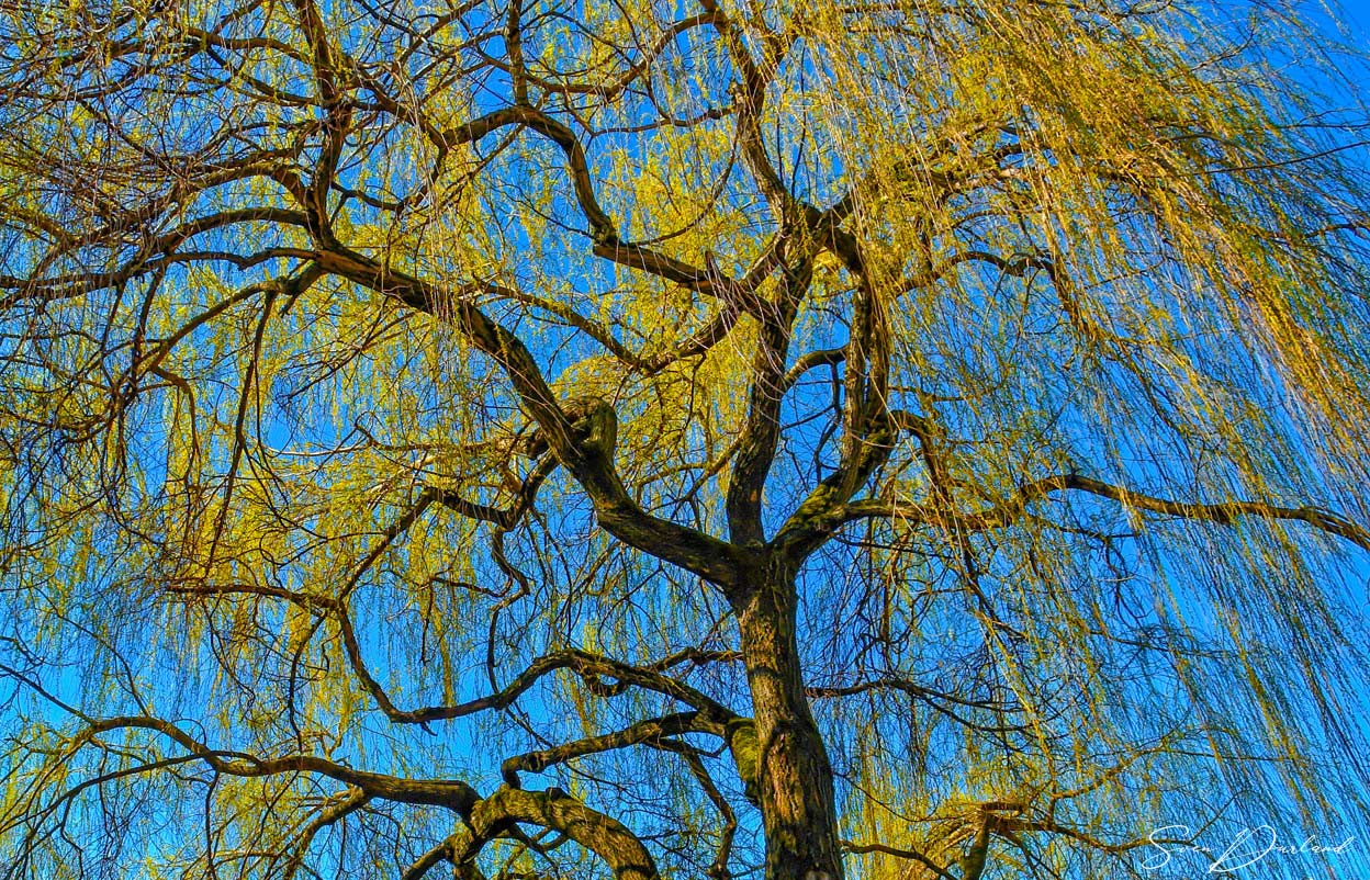 Weeping willow