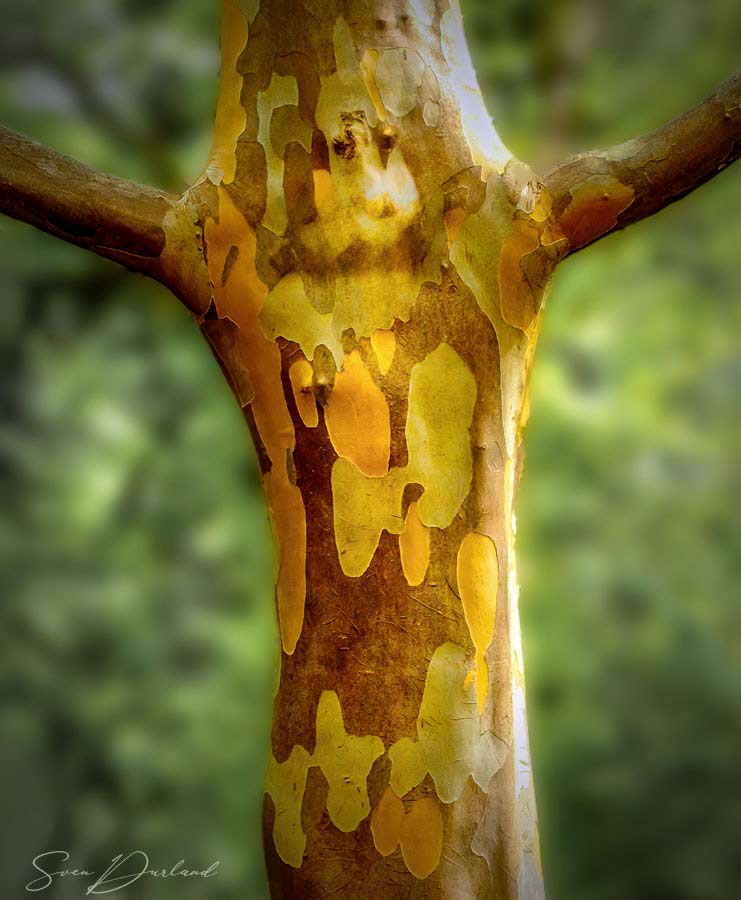 Stewartia tree