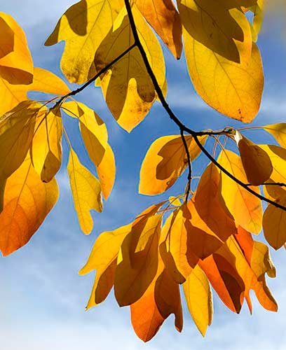 sassafras leaves