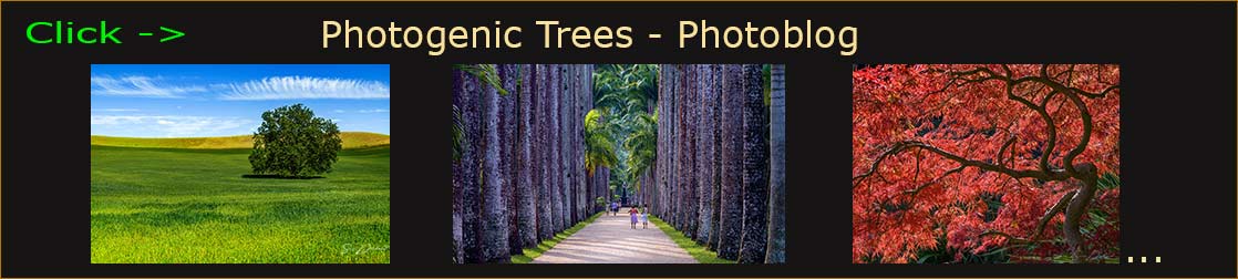 Photoblog header image