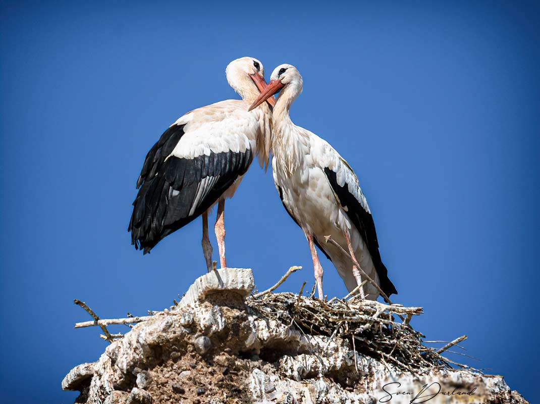 White Stork pair