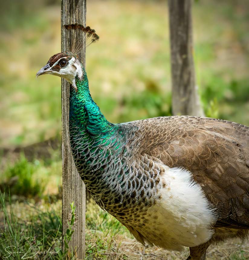 Female Peacock