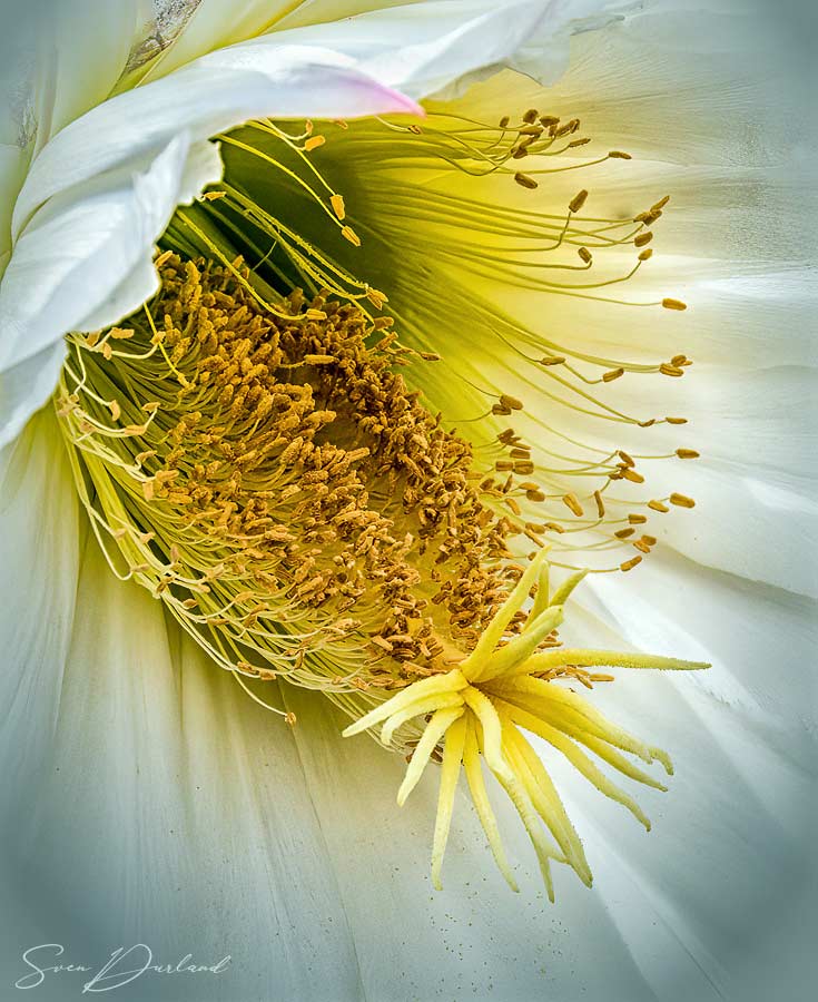 Close up Cactus flower
