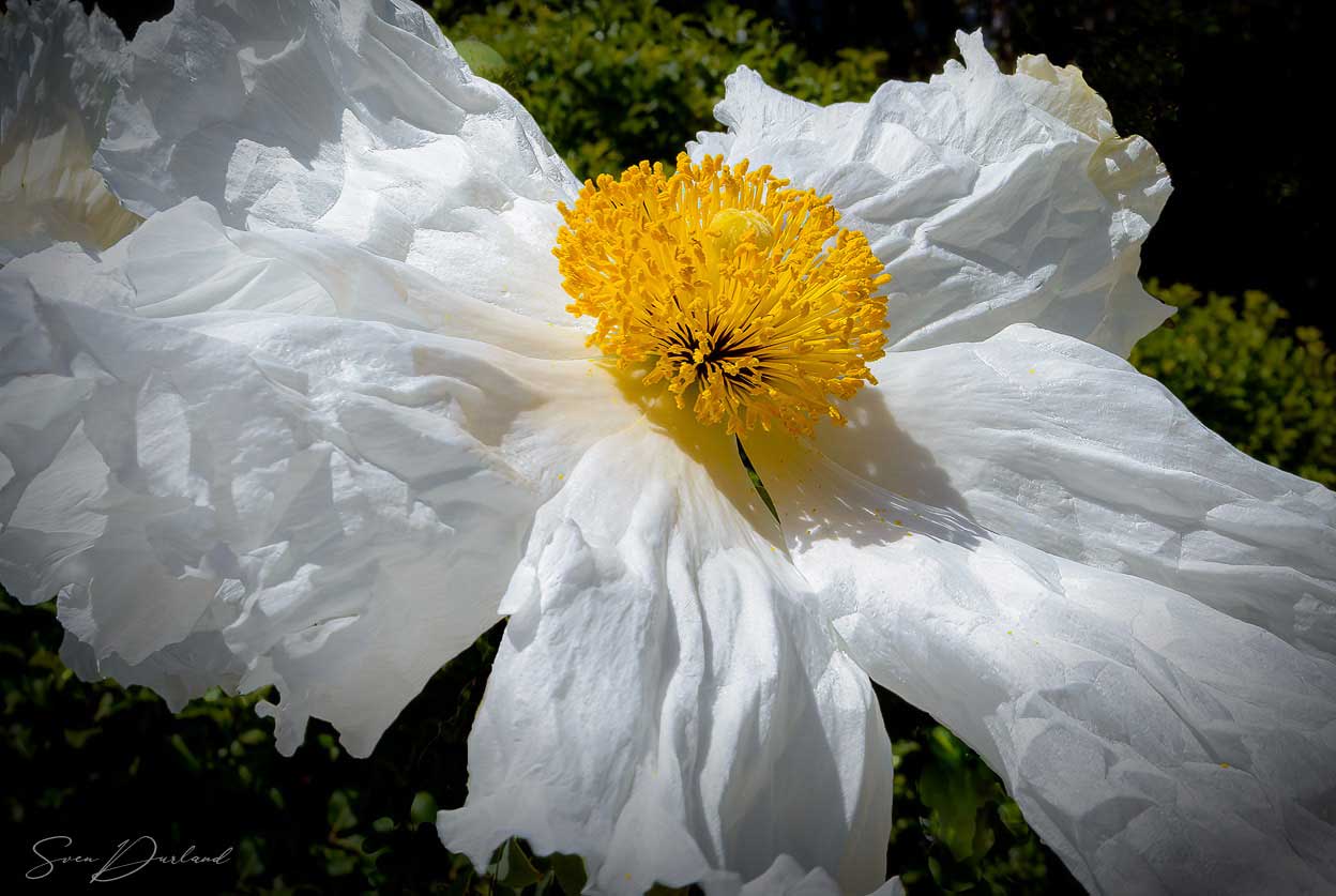Matilija poppy Close up