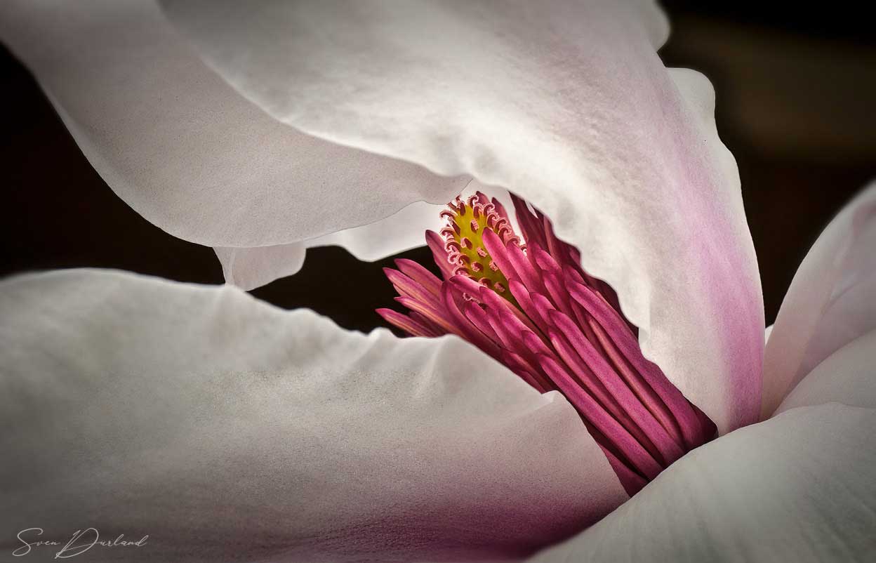 Magnolia flower Close up