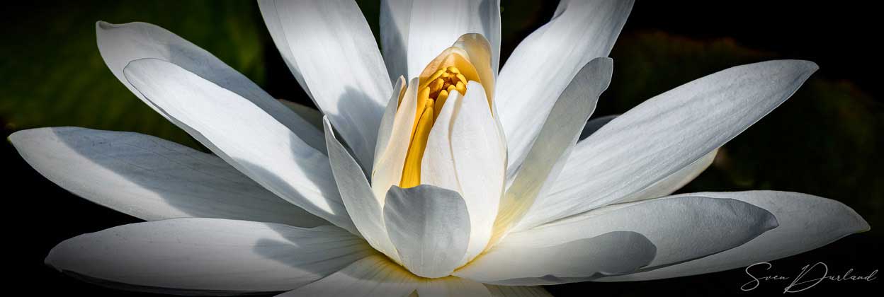 Water lily Close up