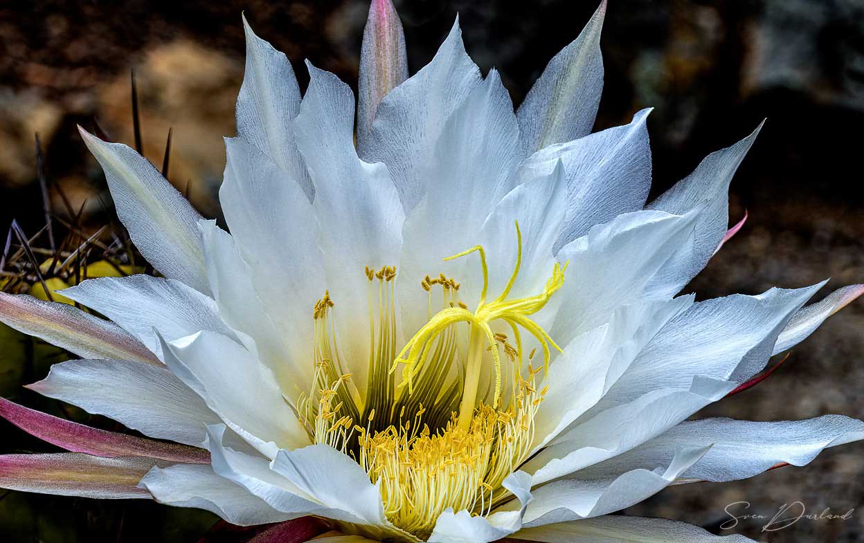 Cactus flower Close up