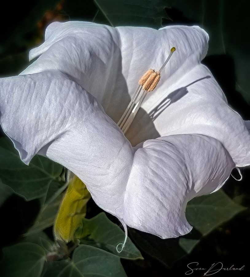 White flower Close up