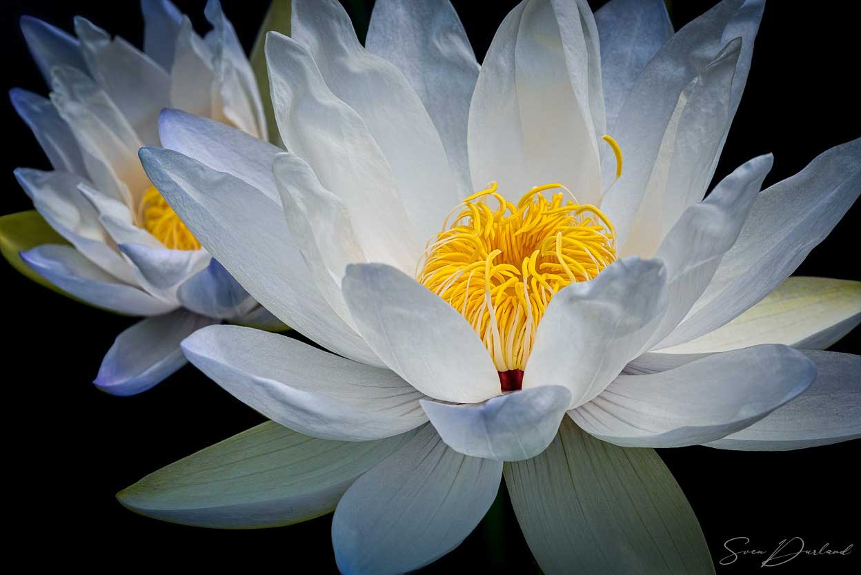Water lilies Close up