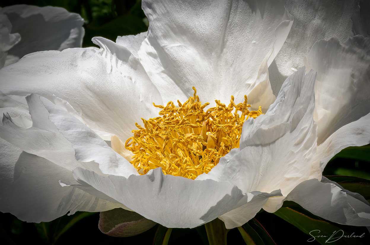 Peoni flower Close up