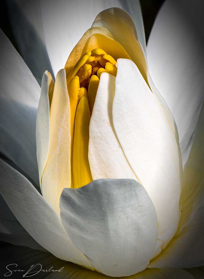 Water lily bud Close up