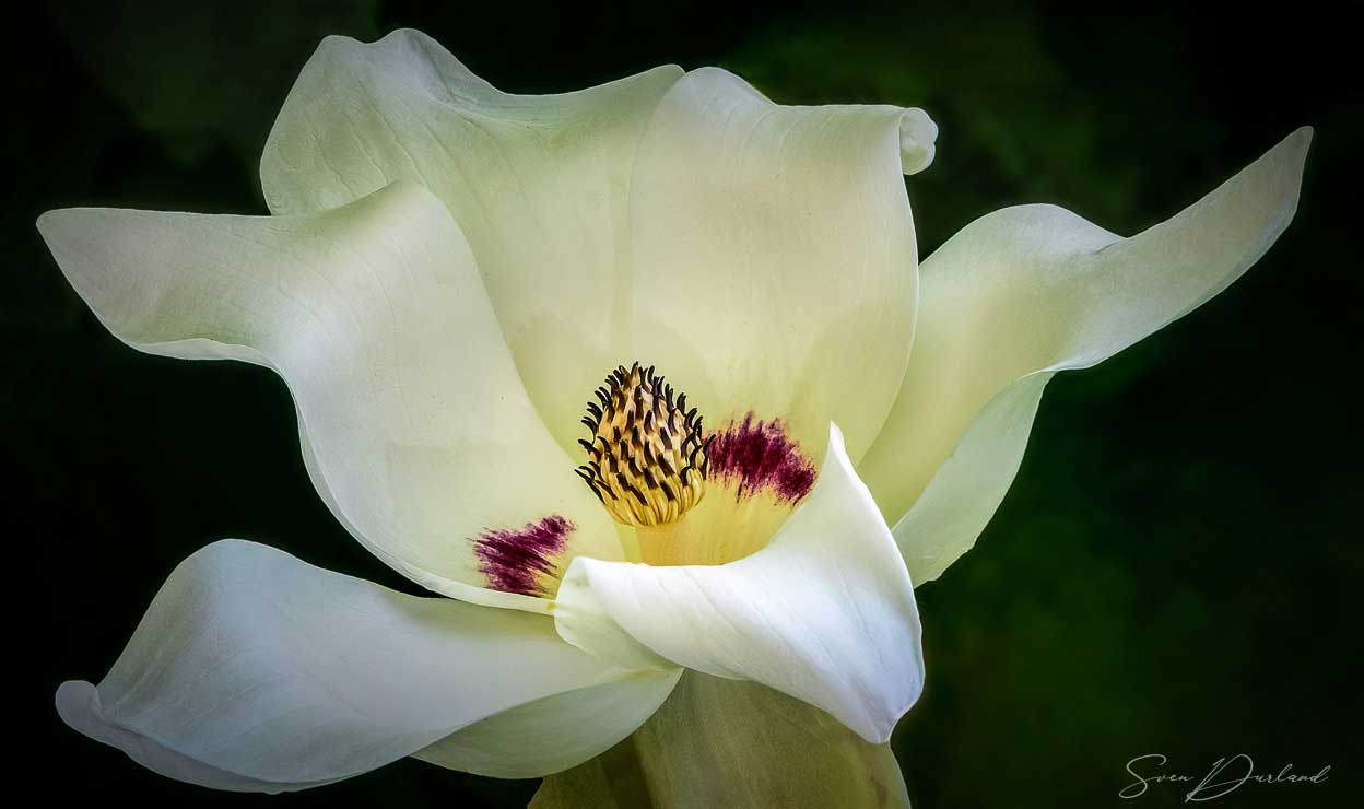 Close up Giant-leaved Magnolia flower