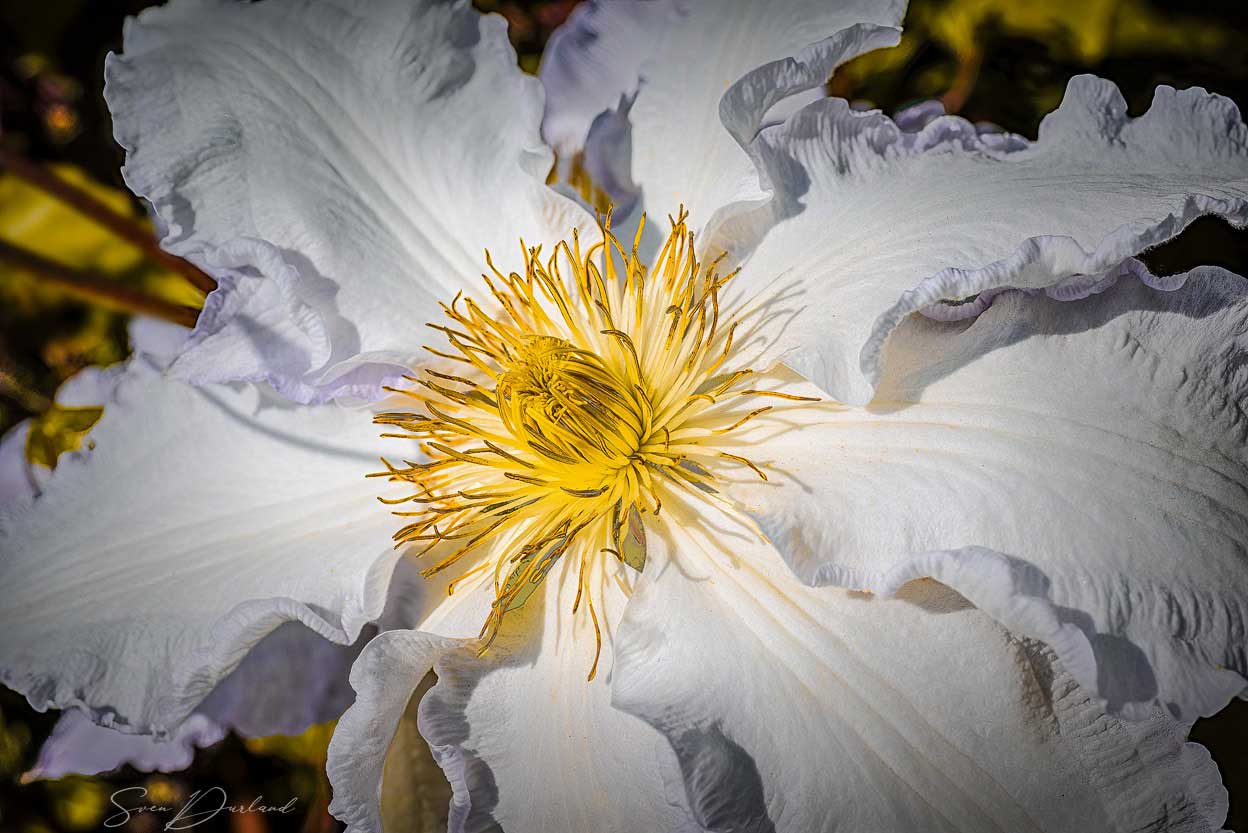 Clematis flower Close up