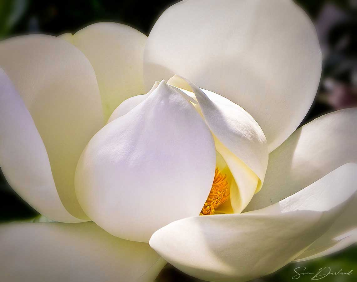 Magnolia flower Close up