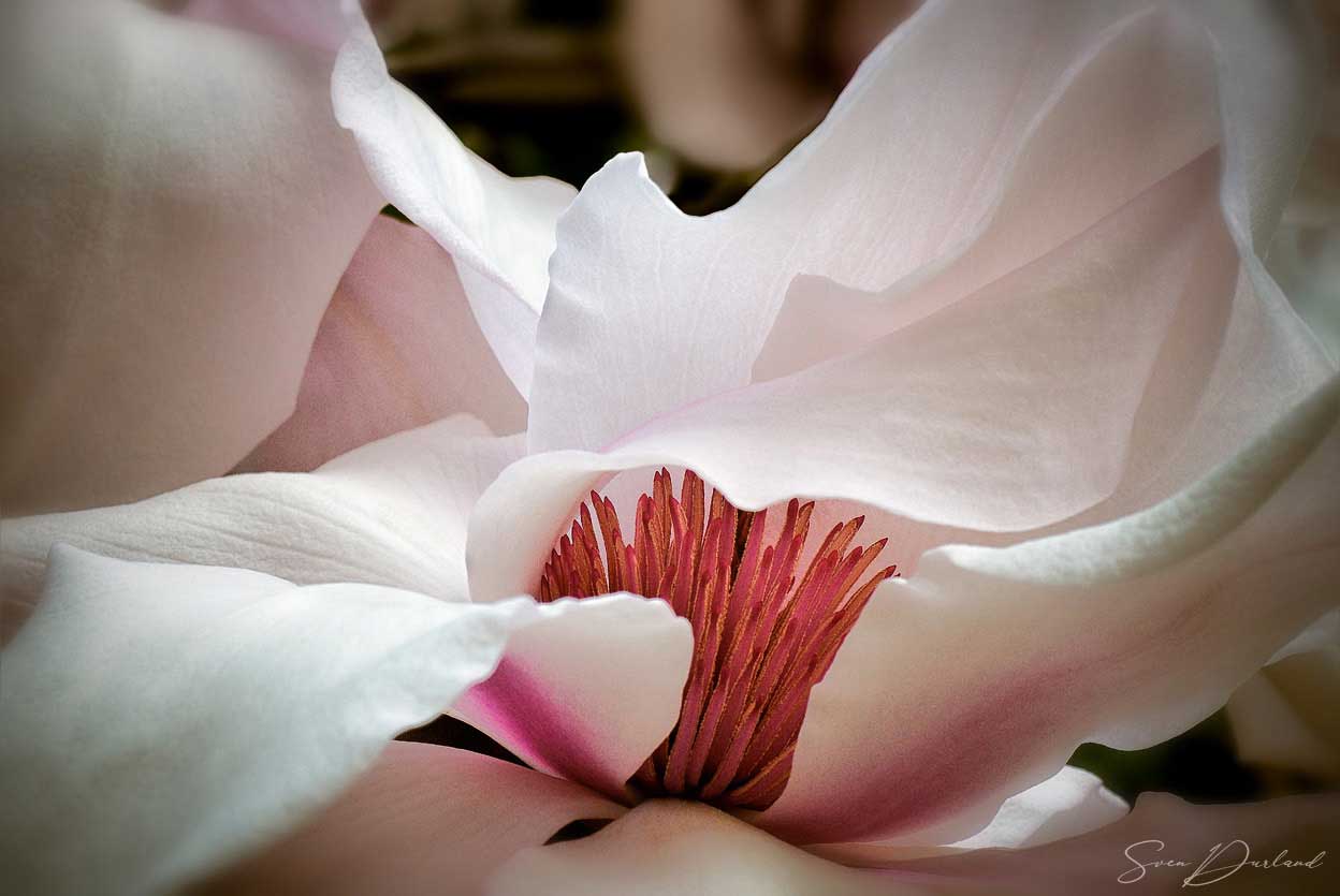 Close up magnolia flower