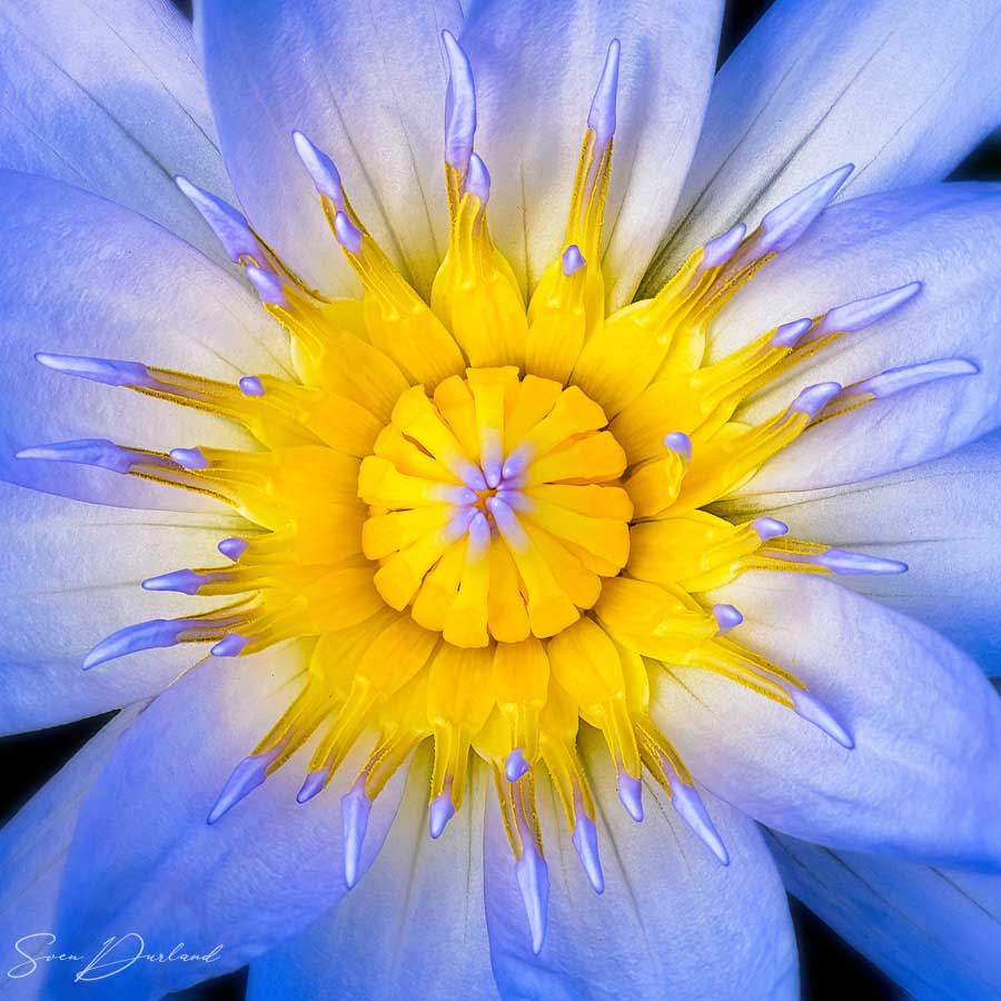 Water lily flower Close up