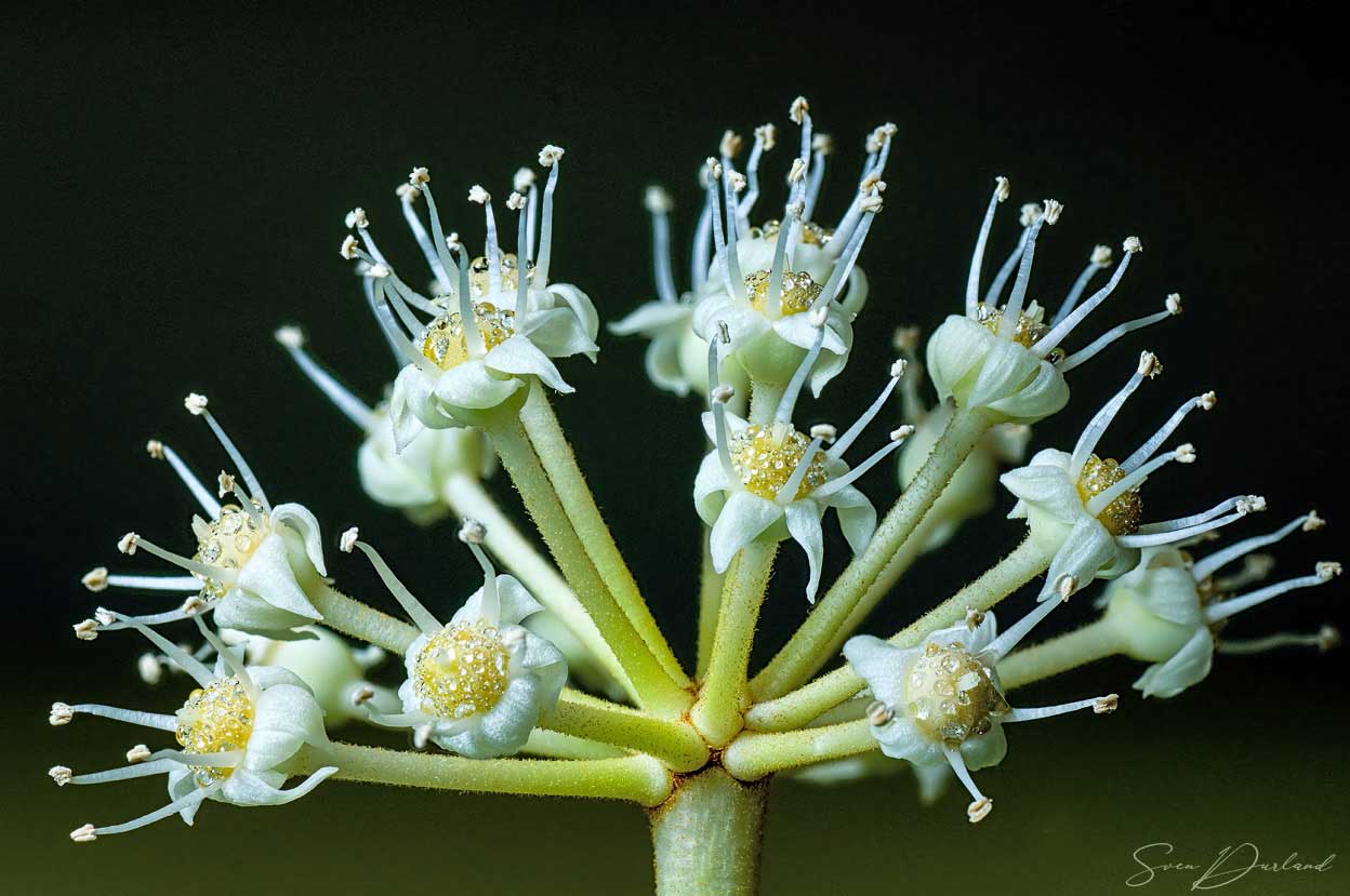 Close up japanese aralia flower