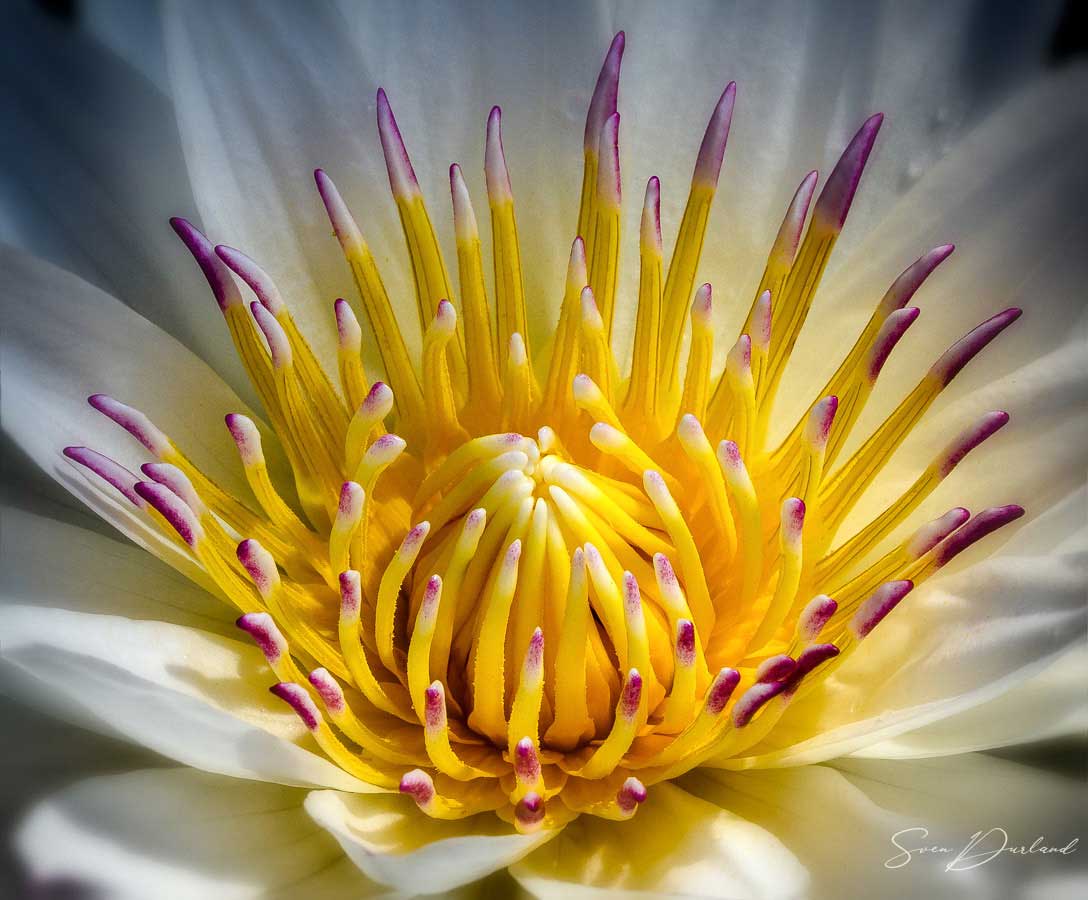 Water lily flower Close up